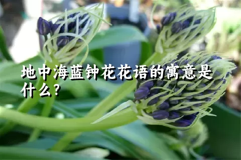 地中海蓝钟花花语的寓意是什么？