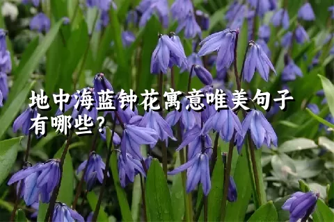 地中海蓝钟花寓意唯美句子有哪些？