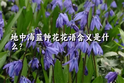 地中海蓝钟花花语含义是什么？