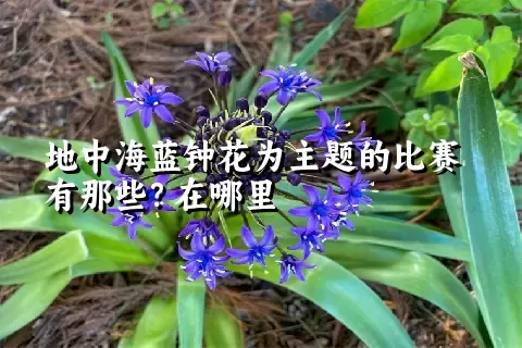 地中海蓝钟花为主题的比赛有那些？在哪里