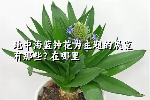 地中海蓝钟花为主题的展览有那些？在哪里