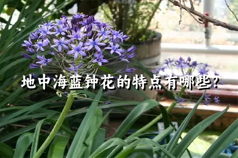 地中海蓝钟花的特点有哪些？