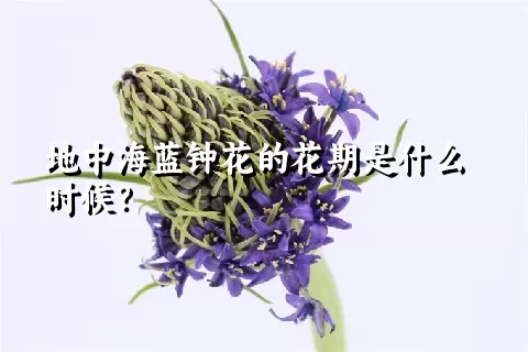 地中海蓝钟花的花期是什么时候？