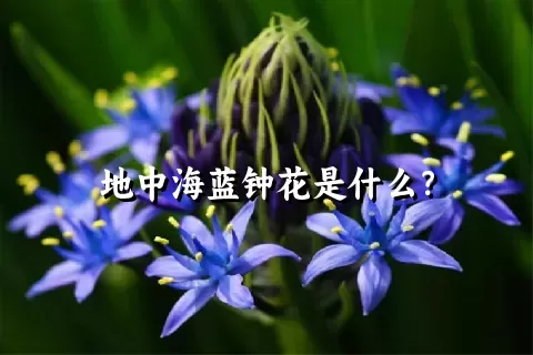 地中海蓝钟花是什么？