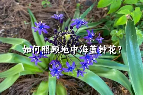 如何照顾地中海蓝钟花？