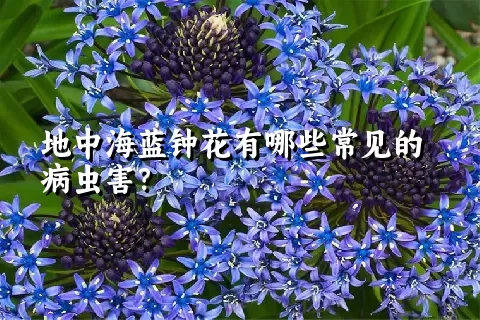 地中海蓝钟花有哪些常见的病虫害？