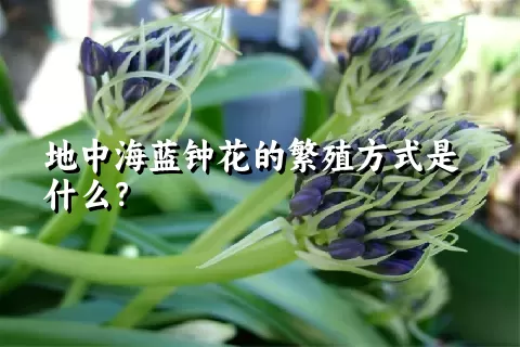 地中海蓝钟花的繁殖方式是什么？