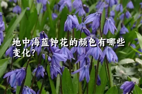 地中海蓝钟花的颜色有哪些变化？