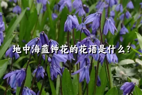 地中海蓝钟花的花语是什么？