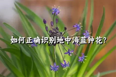 如何正确识别地中海蓝钟花？
