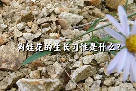 狗娃花的生长习性是什么？