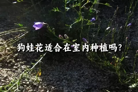 狗娃花适合在室内种植吗？