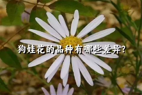 狗娃花的品种有哪些差异？