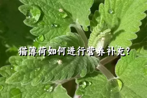 猫薄荷如何进行营养补充？