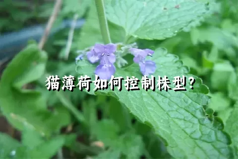 猫薄荷如何控制株型？