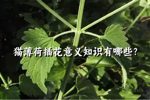 猫薄荷插花意义知识有哪些？