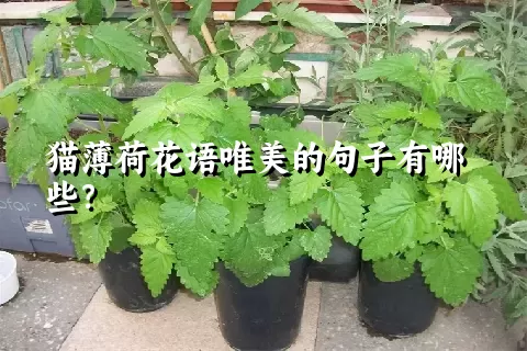 猫薄荷花语唯美的句子有哪些？
