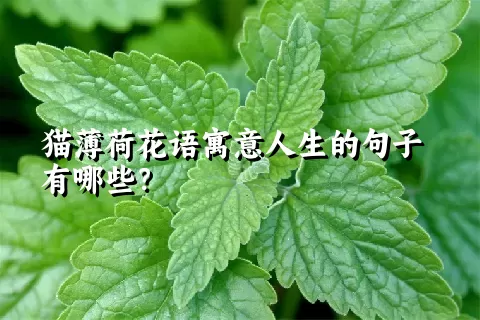 猫薄荷花语寓意人生的句子有哪些？