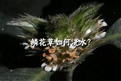鳞花草如何浇水？