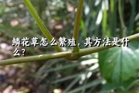 鳞花草怎么繁殖，其方法是什么？