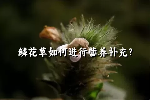 鳞花草如何进行营养补充？