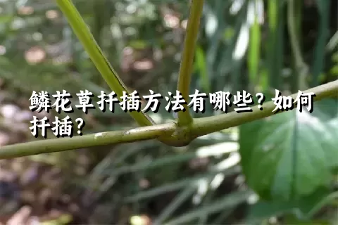 鳞花草扦插方法有哪些？如何扦插？