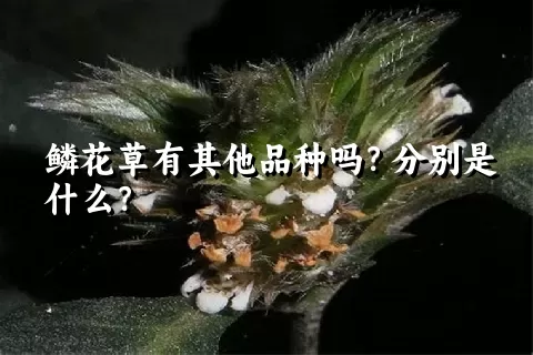 鳞花草有其他品种吗？分别是什么？
