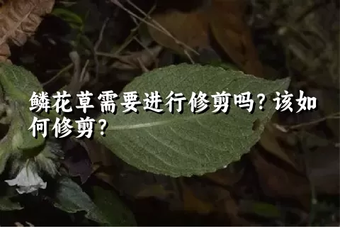 鳞花草需要进行修剪吗？该如何修剪？