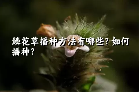 鳞花草播种方法有哪些？如何播种？