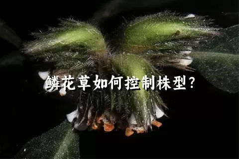 鳞花草如何控制株型？