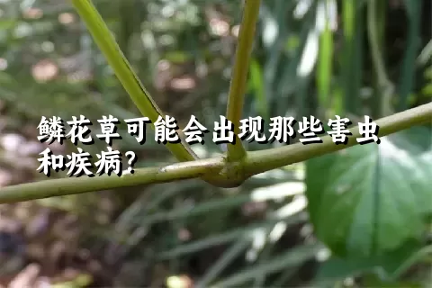 鳞花草可能会出现那些害虫和疾病？