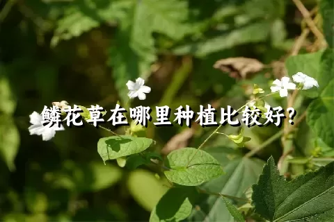 鳞花草在哪里种植比较好？