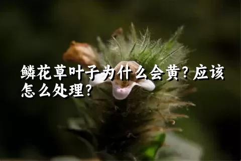 鳞花草叶子为什么会黄？应该怎么处理？