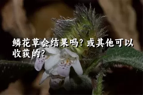 鳞花草会结果吗？或其他可以收获的？