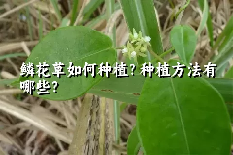 鳞花草如何种植？种植方法有哪些？