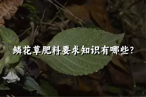 鳞花草肥料要求知识有哪些？