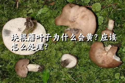 块根蘑叶子为什么会黄？应该怎么处理？