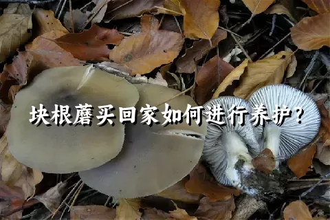 块根蘑买回家如何进行养护？