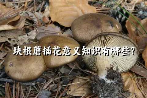 块根蘑插花意义知识有哪些？