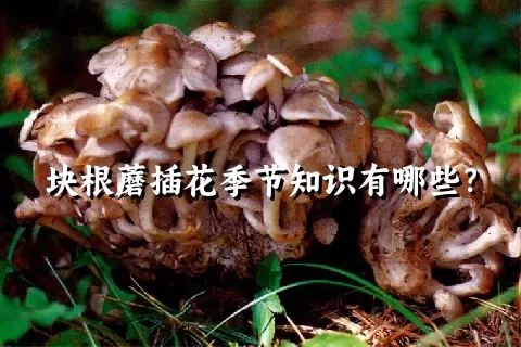 块根蘑插花季节知识有哪些？
