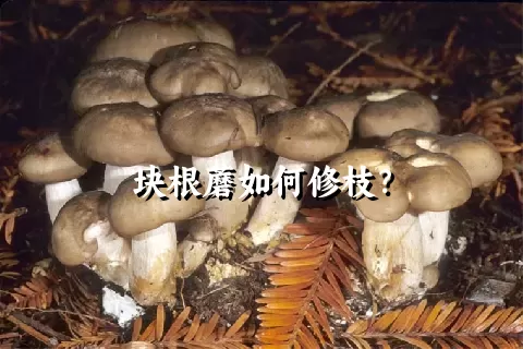 块根蘑如何修枝？