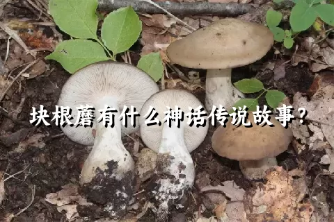 块根蘑有什么神话传说故事？