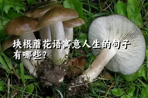 块根蘑花语寓意人生的句子有哪些？