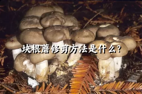 块根蘑修剪方法是什么？