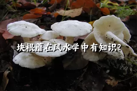 块根蘑在风水学中有知识？