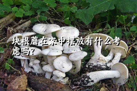块根蘑在家中摆放有什么考虑吗？