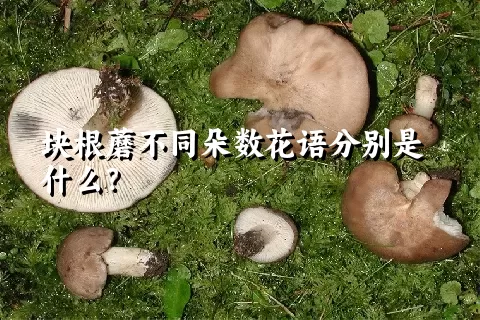 块根蘑不同朵数花语分别是什么？