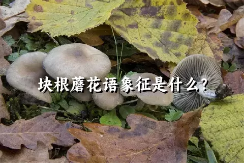 块根蘑花语象征是什么？
