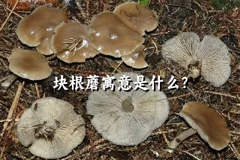 块根蘑寓意是什么？