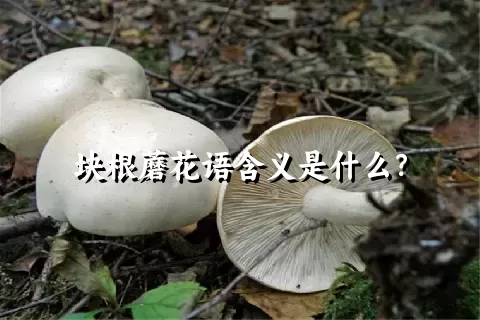 块根蘑花语含义是什么？